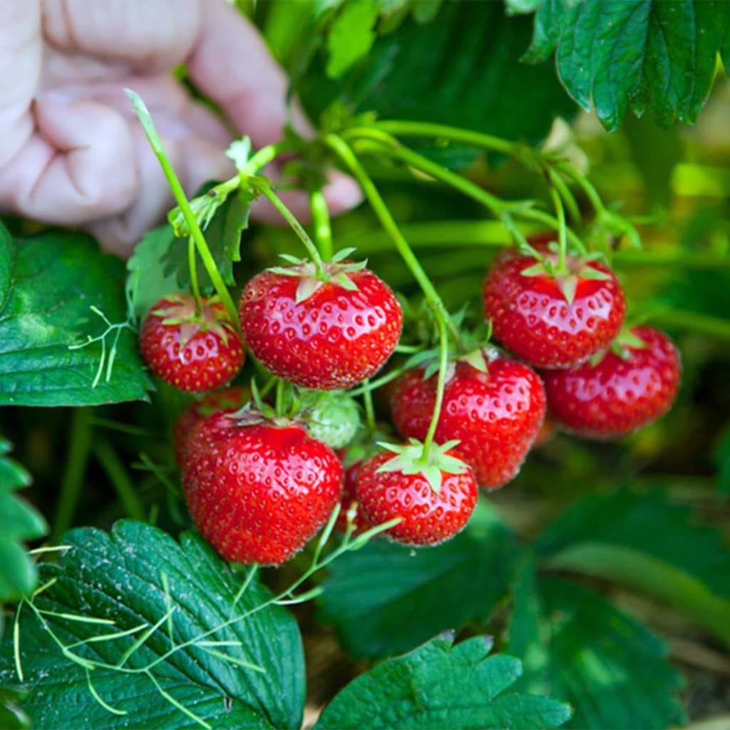 بذر توت فرنگی چند ساله