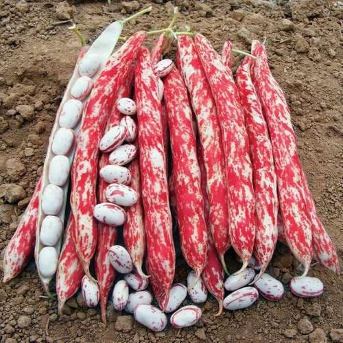 بذر لوبیا چیتی پاکوتاه آمریکایی