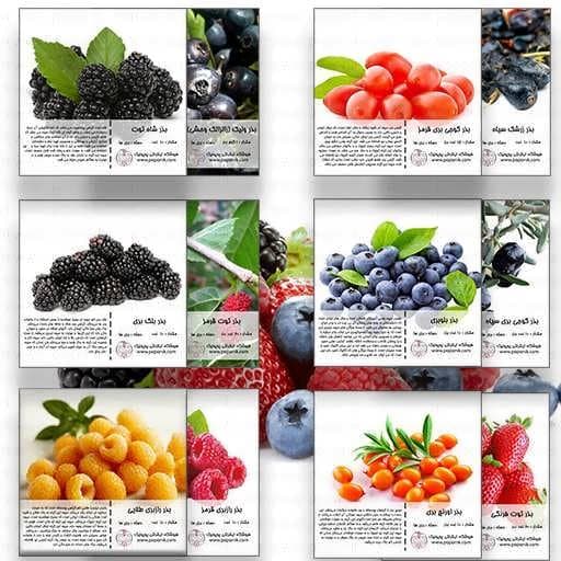 مجموعه بذر میوه های بری