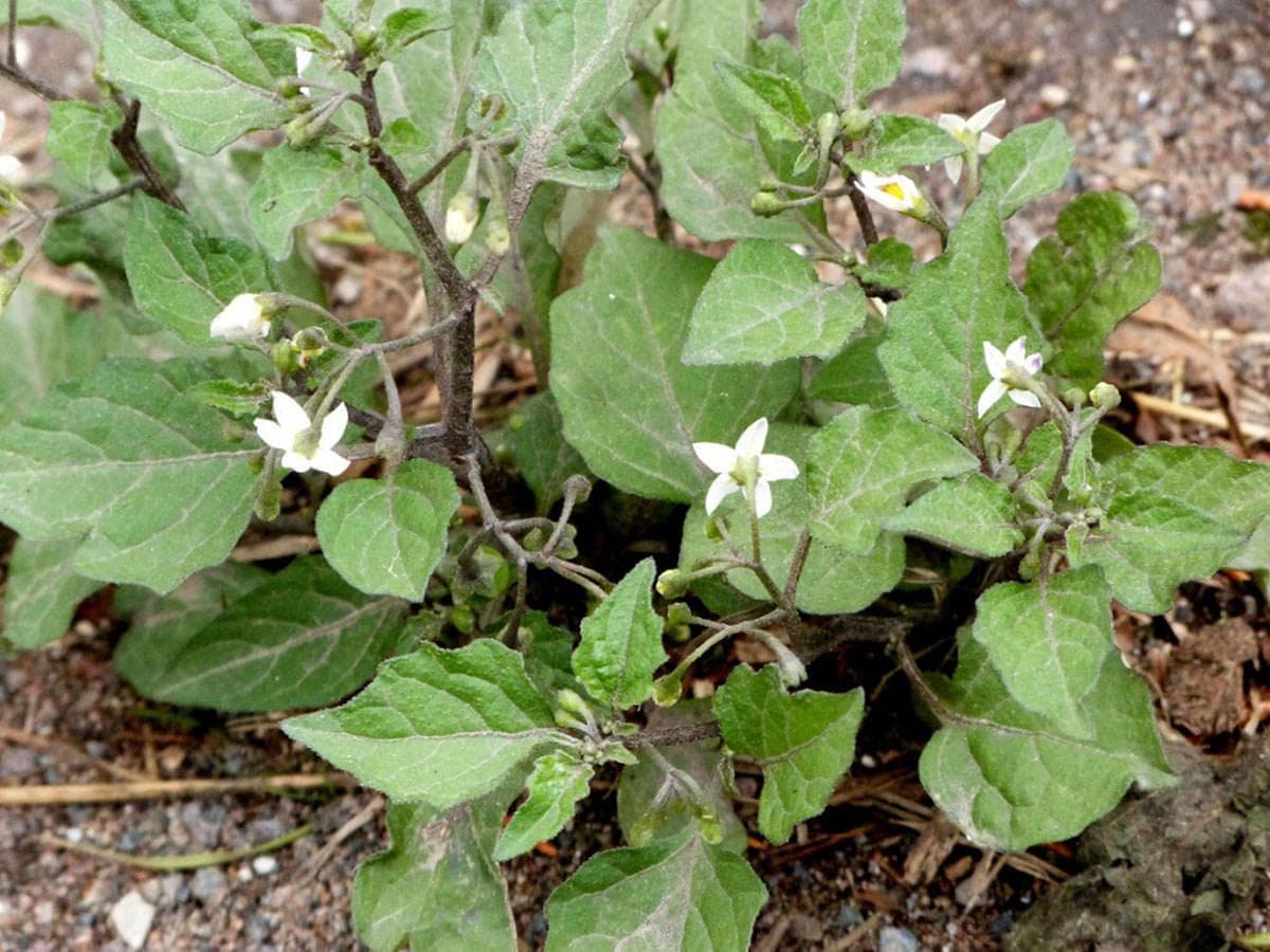 بذر تاجریزی سیاه