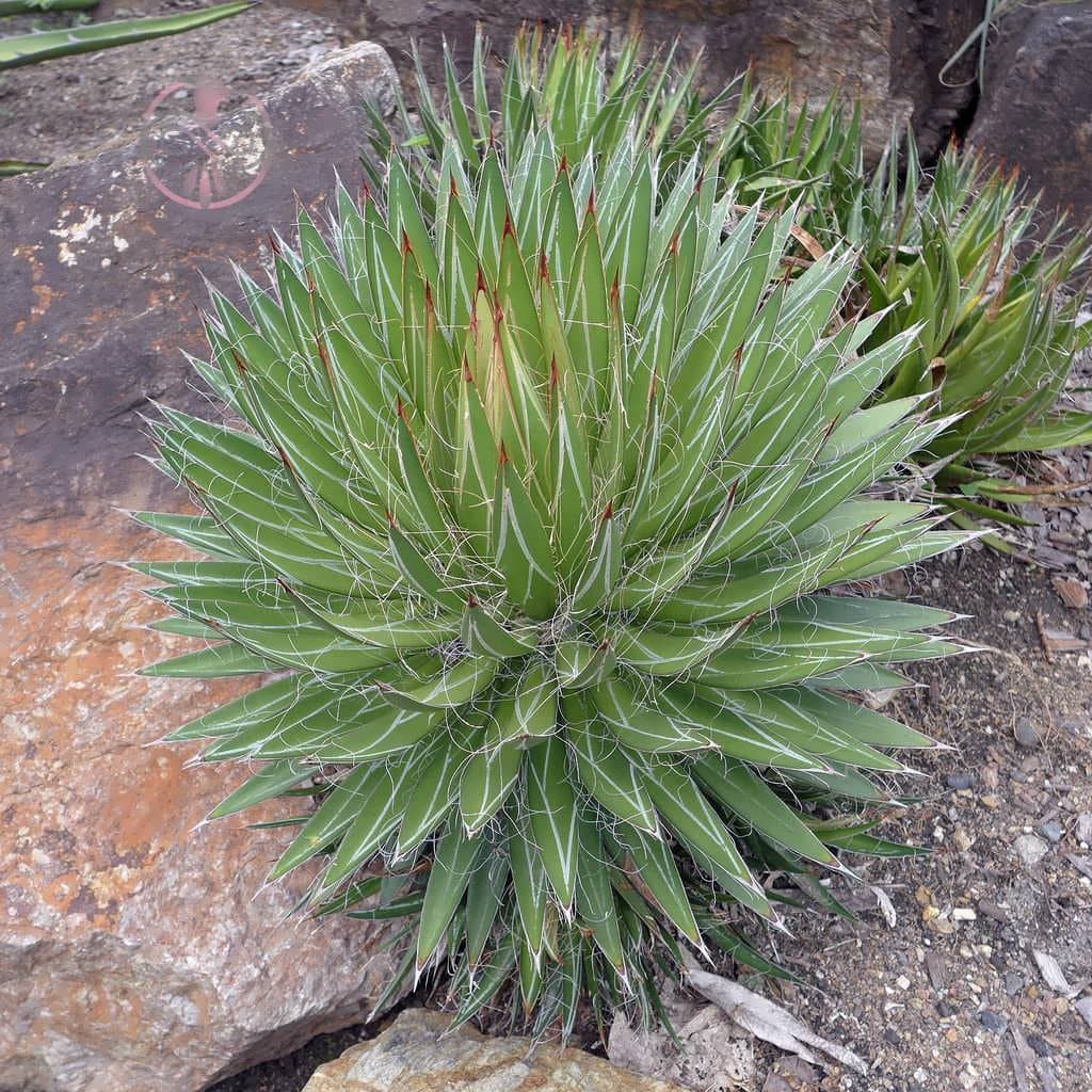 بذر کاکتوس آگاو فیلیفرا