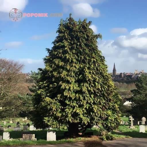 بذر سرو لاوسون