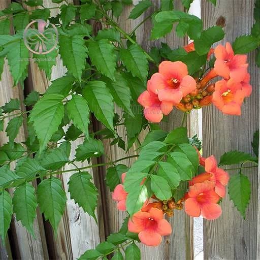 بذر پیچ اناری