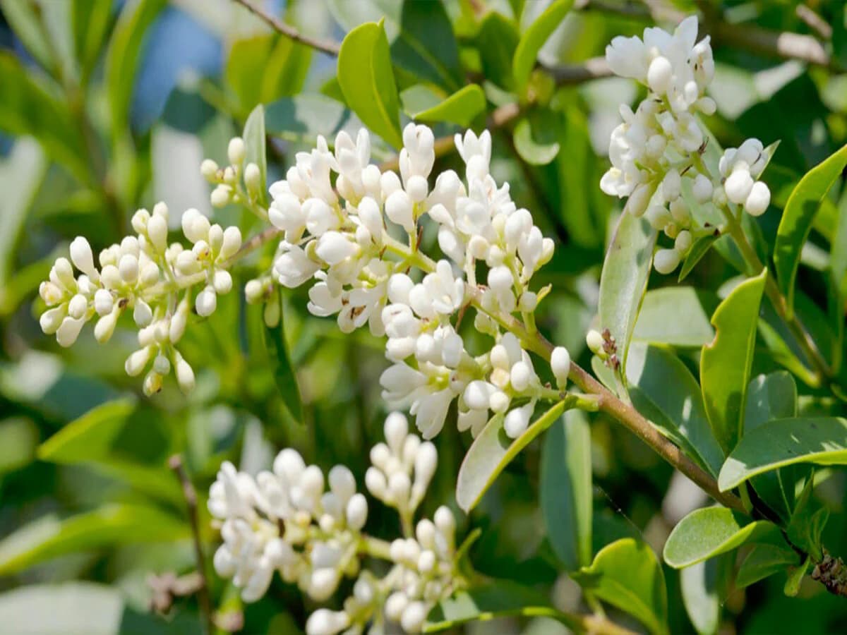 بذر درخت برگ نو