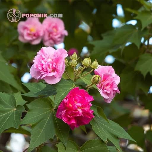 بذر گل ختمی پر پر الوان