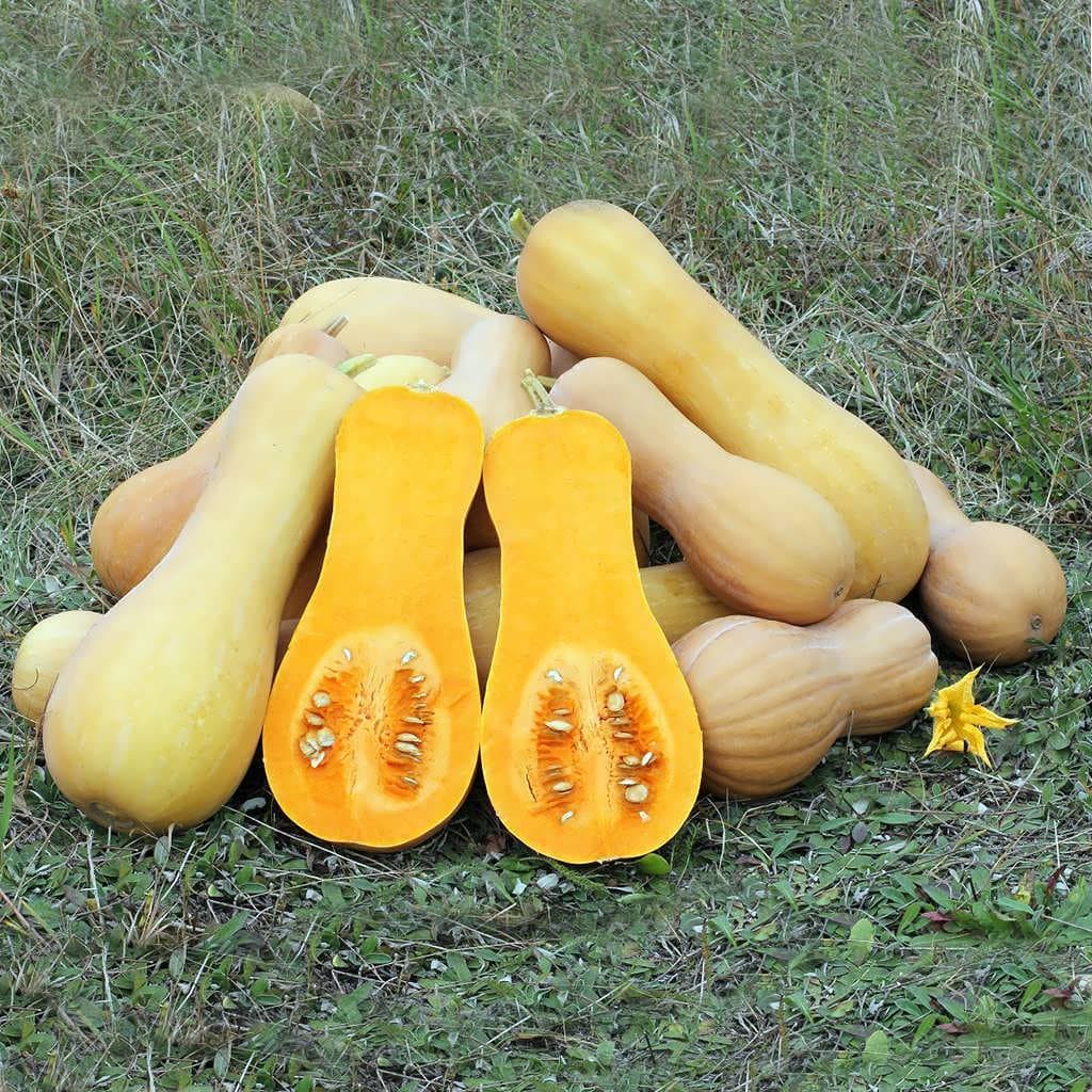 بذر کدو تنبل (کدو حلوایی)