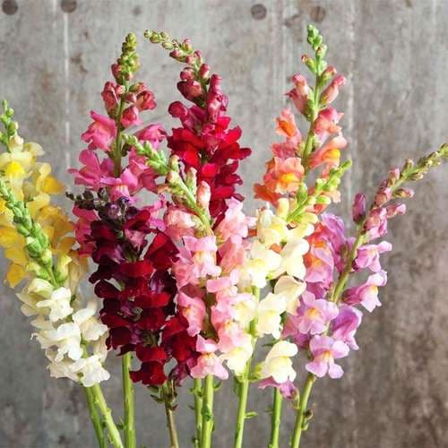 بذر گل میمون همزادن - الوان