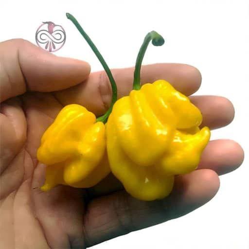 بذر فلفل زرد عقربی موروگا
