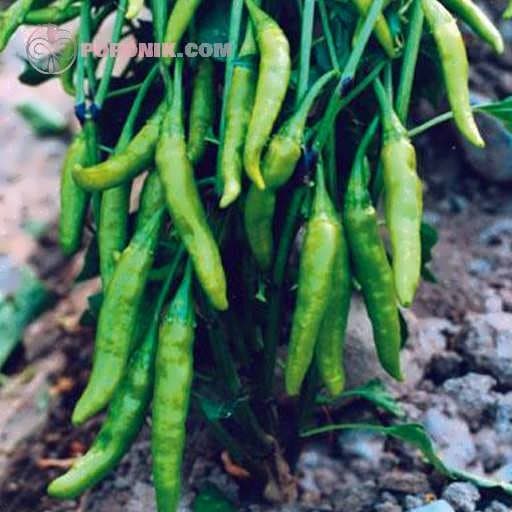 بذر فلفل پنج انگشت