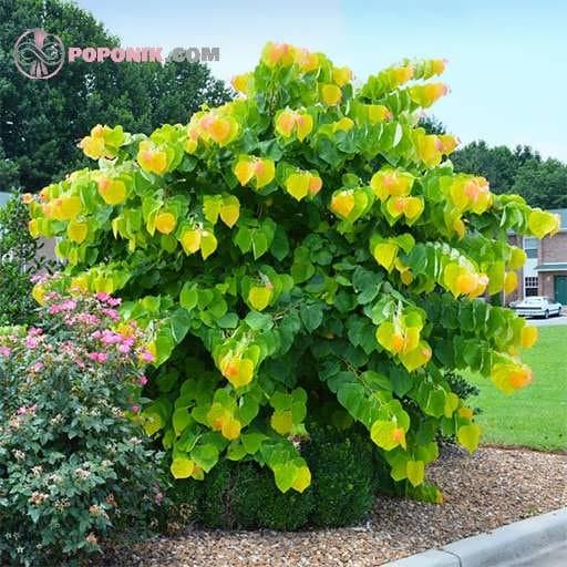 بذر ارغوان کانادایی