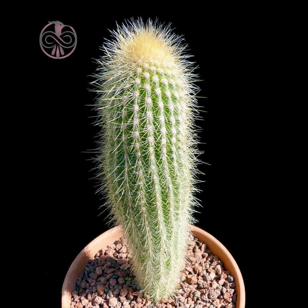 بذر کاکتوس وبربایورسوس وینتریاس