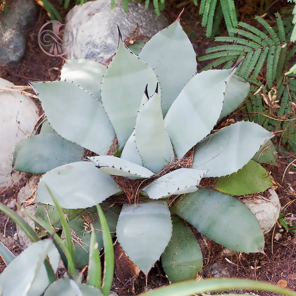 بذر کاکتوس آگاو پاری