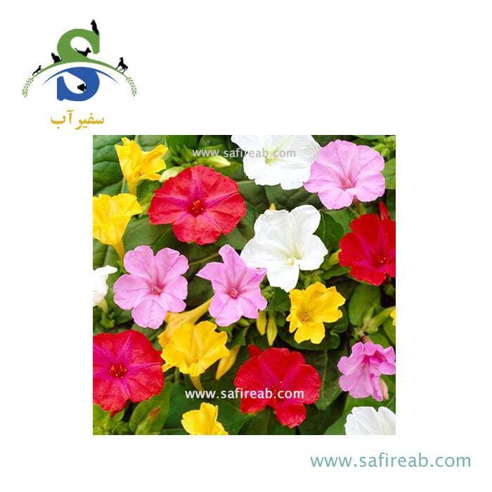 بذر گل لاله عباسی الوان