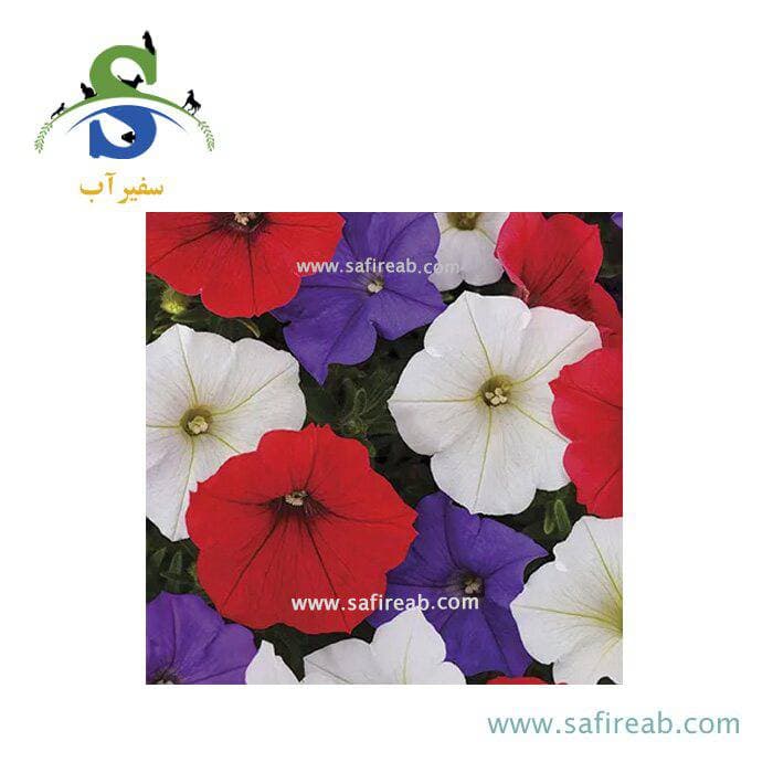 بذر گل اطلسی ایرانی گل درشت پرگل الوان