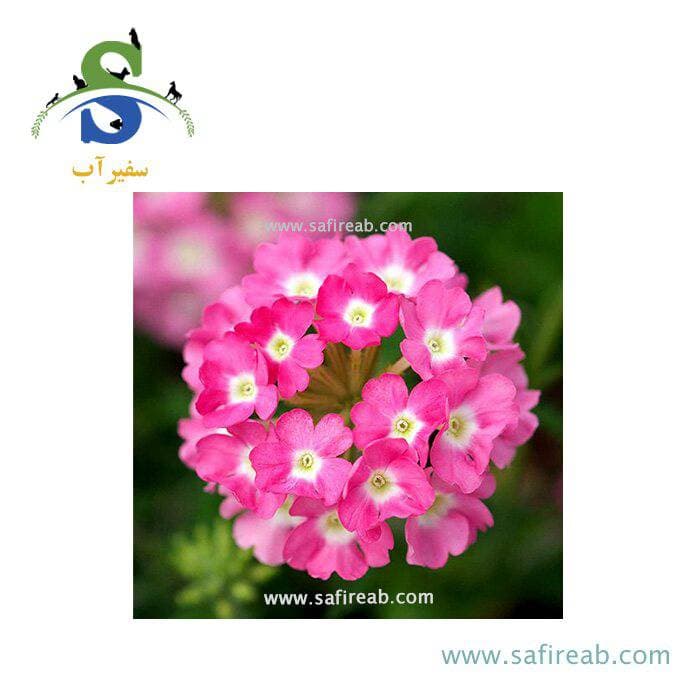 بذر گل شاهپسند تک رنگ