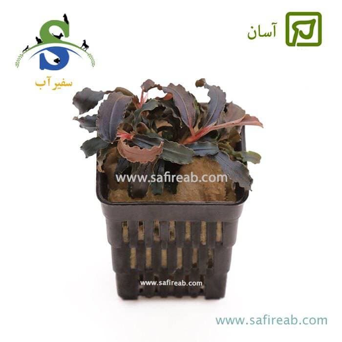 بوسفلاندرا ژاپنی سایز بزرگ