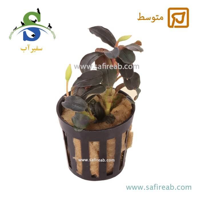 بوسفلاندرا فونیکس رد سایز بزرگ