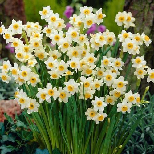 پیاز گل نرگس شیراز درشت