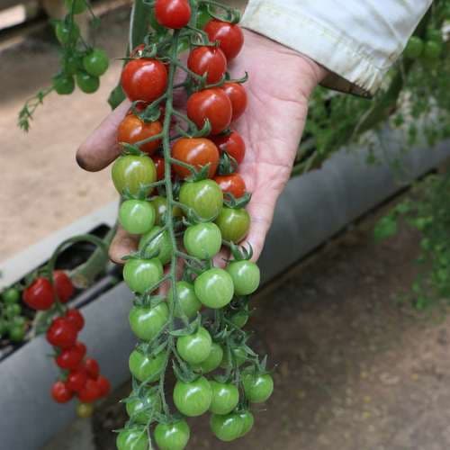 بذر گوجه گیلاسی هیبرید