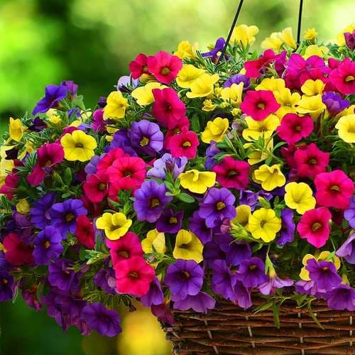 بذر گل اطلسی پاکوتاه(خانگی:خارجی | عمده:ایرانی)