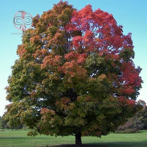 بذر افرا سبز شیرین