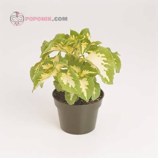 بذر حسن یوسف جید