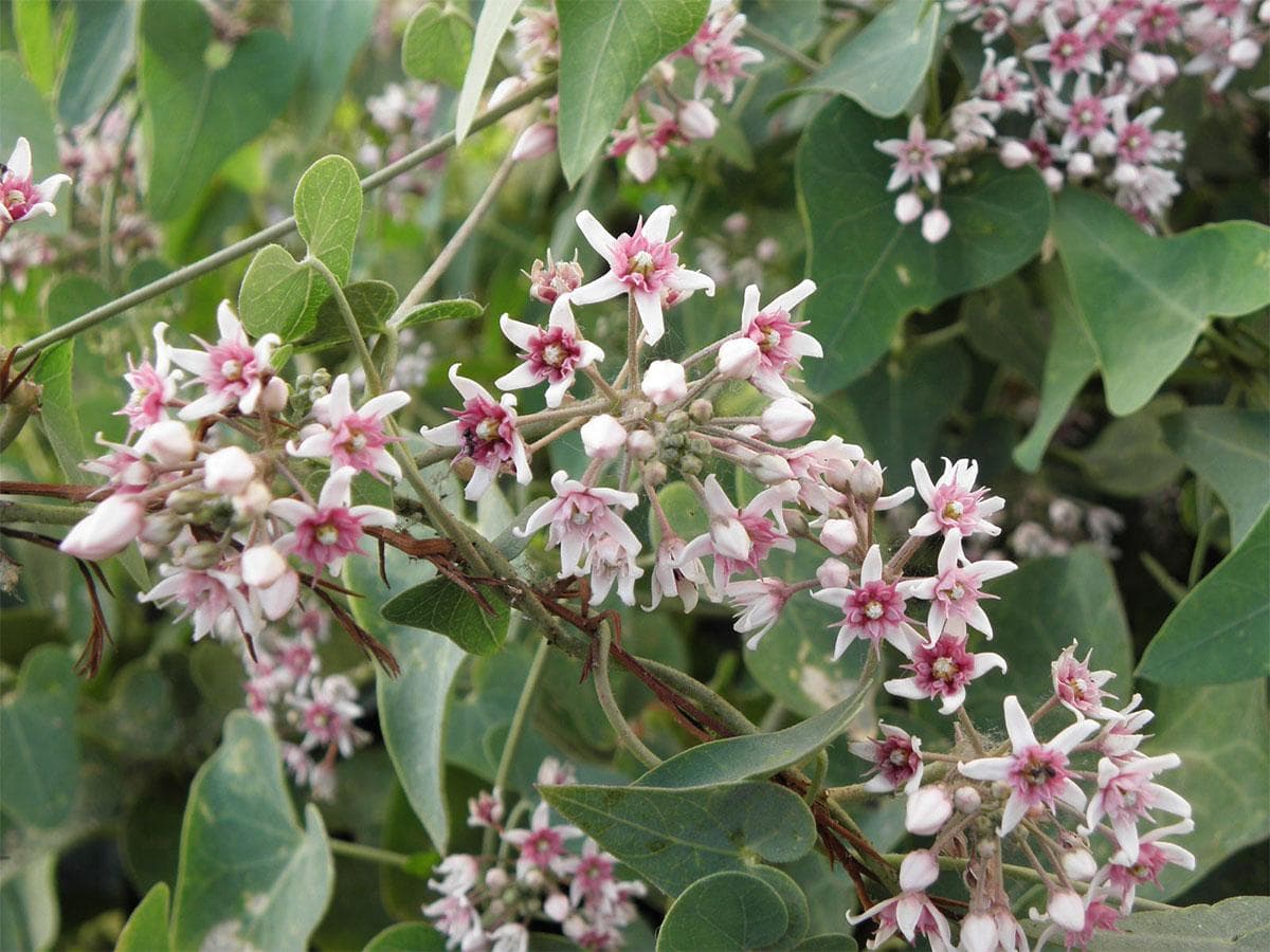 بذر گل کاتوس