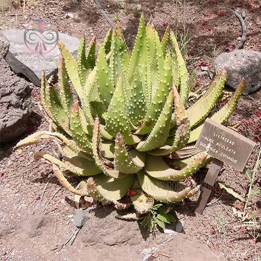 بذر آلوئه آکولاتا