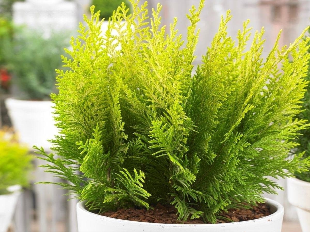 بذر کامیس زعفرانی