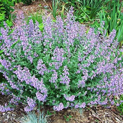 بذر نعنا گربه ای