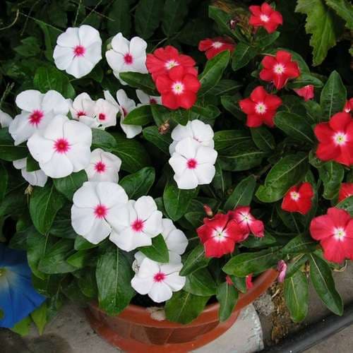 بذر عمده گل پریوش