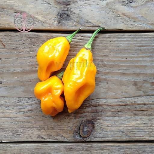 بذر فلفل هابانرو لیمویی