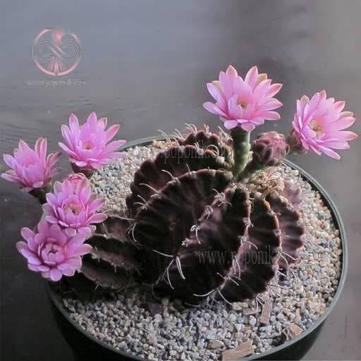 بذر کاکتوس ژمینو شکلاتی