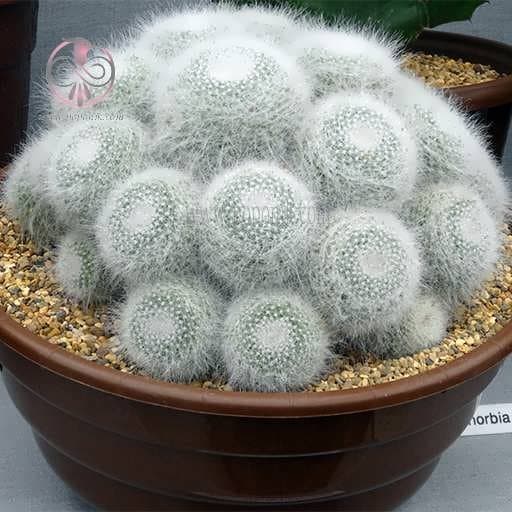 بذر کاکتوس مامیلاریا هانیانا