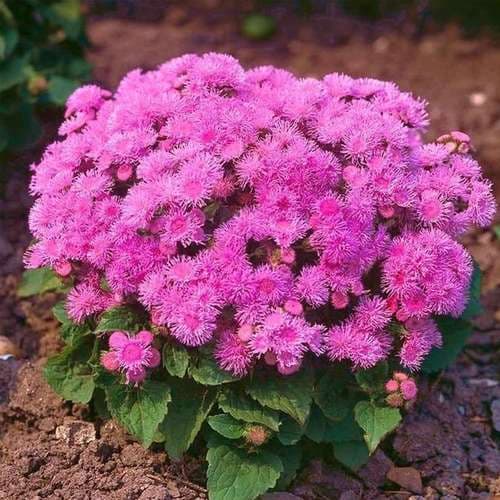 بذر گل ابری سرخابی