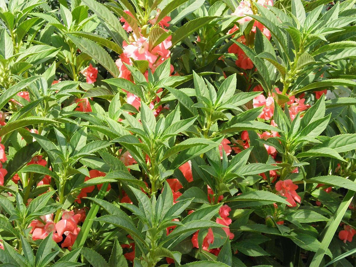 بذر گل حنا (گل بی صبر)