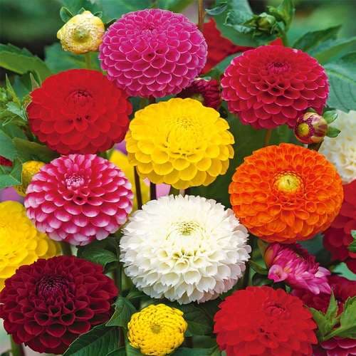 بذر گل کوکب منگوله ای