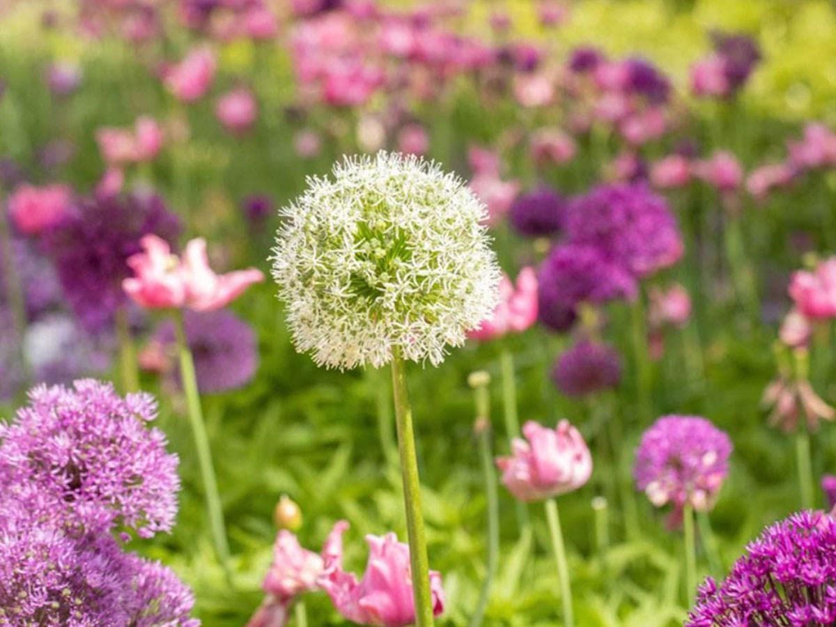 بذر پیاز زراعی