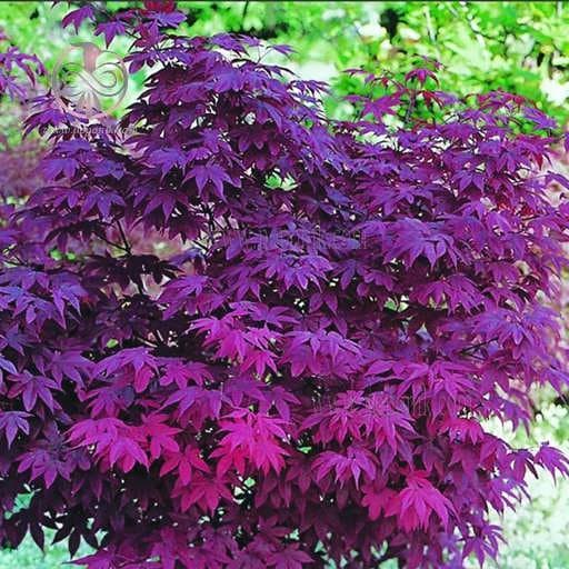 بذر افرا پالماتوم