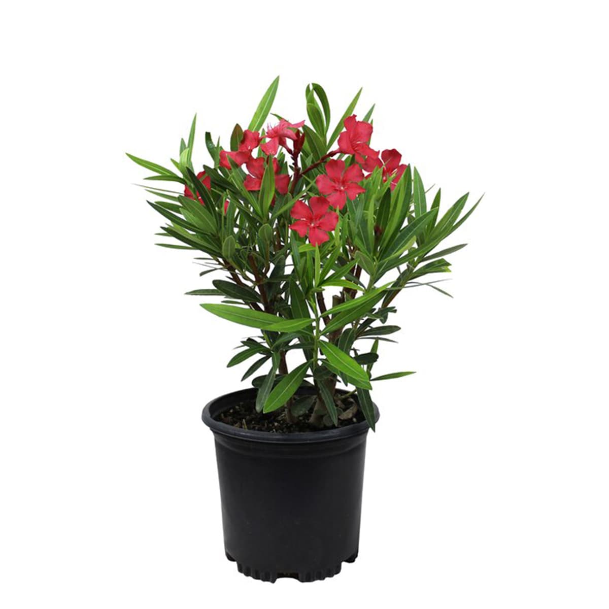 بذر گل خرزهره قرمز