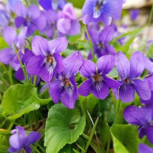 بذر بنفشه معطر دارویی - خوراکی