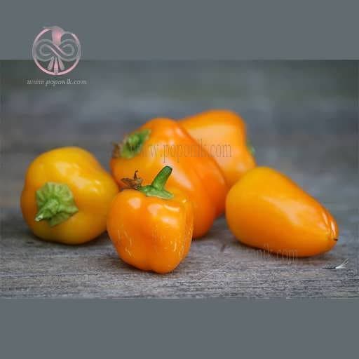 بذر فلفل دلمه ای بشقابی زرد