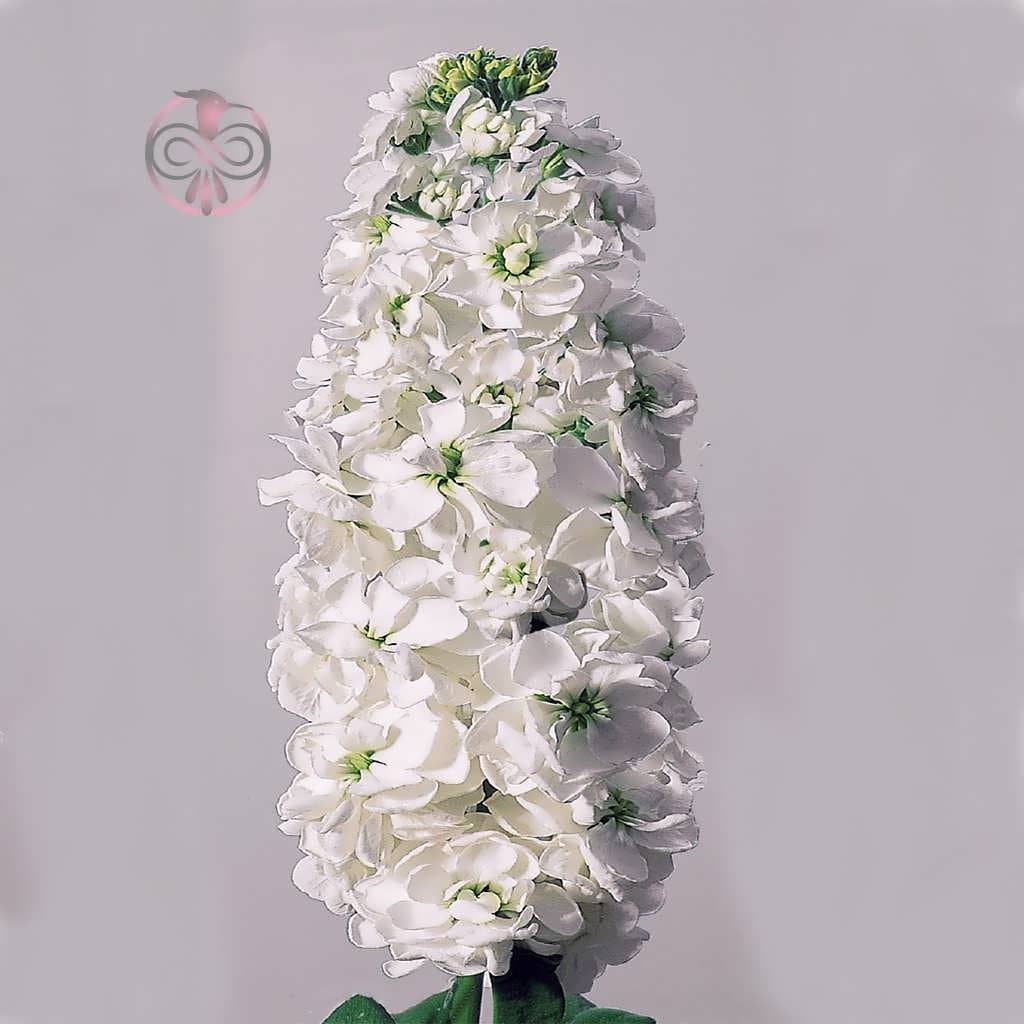 بذر گل شب بو سفید