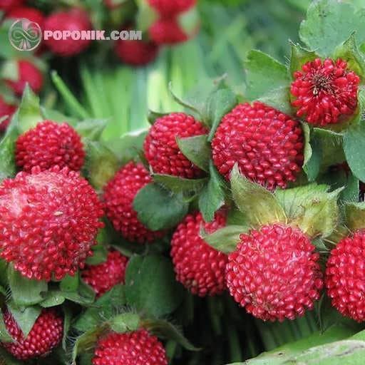 بذر توت فرنگی هندی