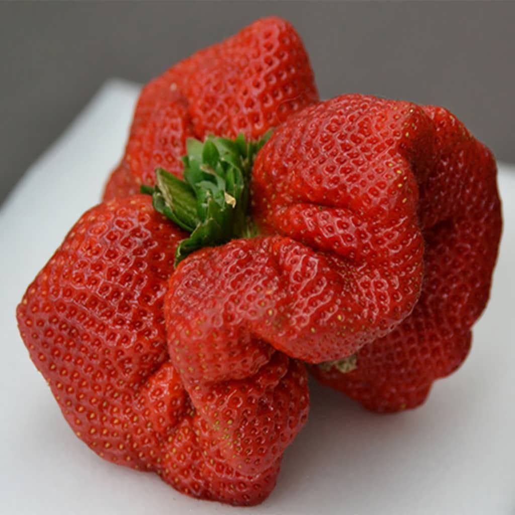 بذر توت فرنگی خیلی بزرگ