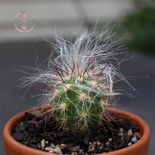 بذر کاکتوس اورئوسرئوس نئوکلسیانوس