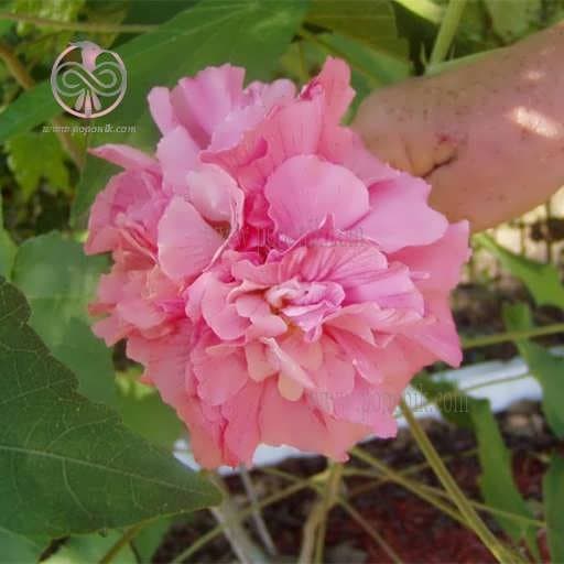 بذر گل ختمی پا بلند صورتی پرپر