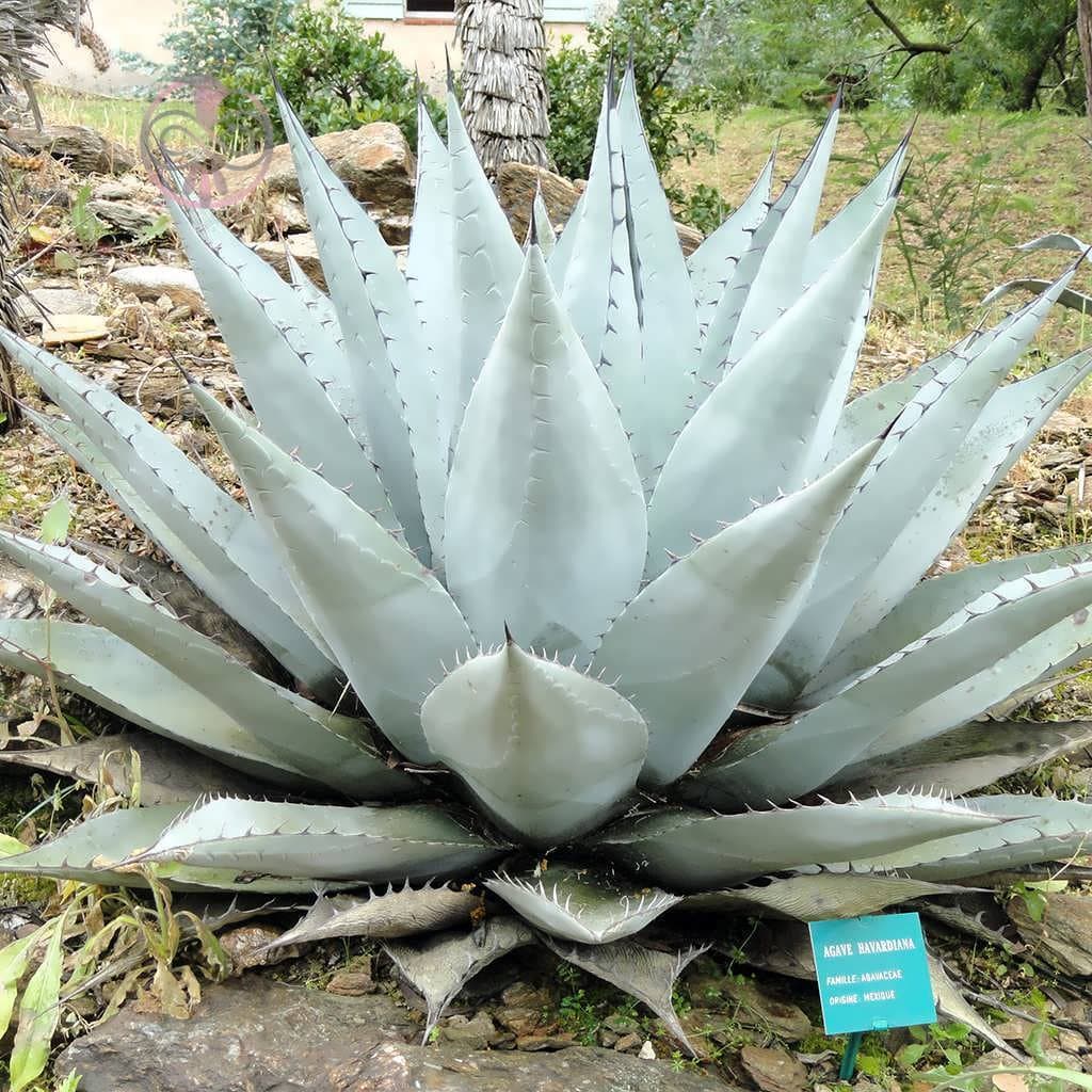 بذر کاکتوس آگاو هاواردیانا