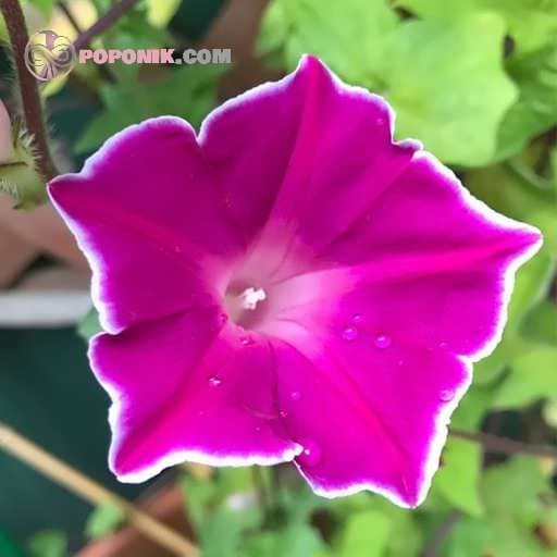 بذر نیلوفر ژاپنی لب سفید