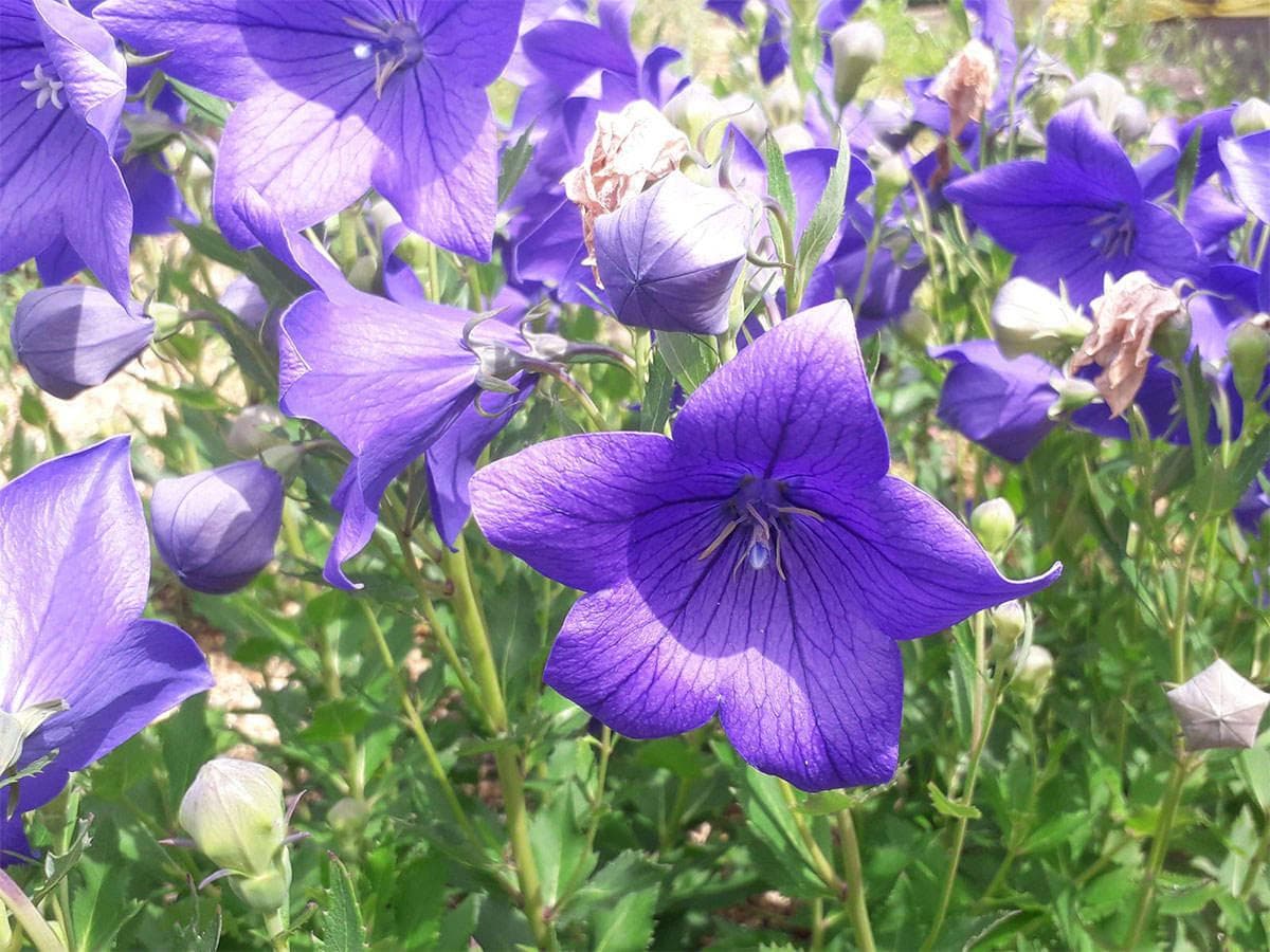 بذر استکانی بادکنکی